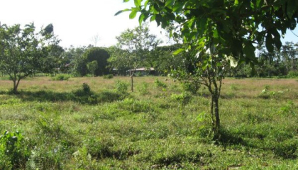 VENTA DE DOS LOTES .LIMON GUAPILES LA COLONIA